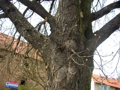 Jírovec u rybníka, protected example of Horse-chestnut (Aesculus hippocastanum) in village of Pnětluky, Louny District, Ústí nad Labem Region, Czech Republic.