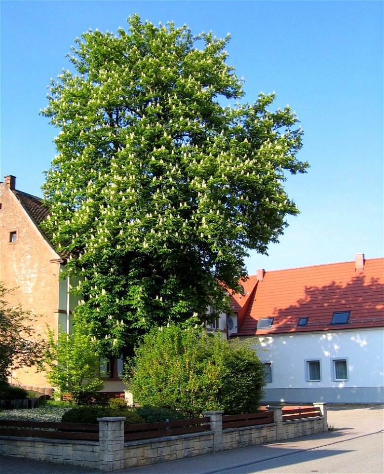 Rosskastanienbaum vor der ehemaligen Gaststätte Kunz (Bettenstedt) in der Ortsmitte von Neuhemsbach