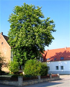 Rosskastanienbaum vor der ehemaligen Gaststätte Kunz (Bettenstedt) in der Ortsmitte von Neuhemsbach