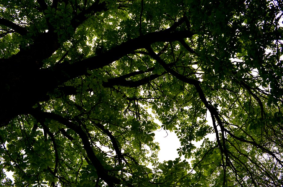 Skinderiško dendroparkas. Paprastasis kaštonas. Kėdanių r.