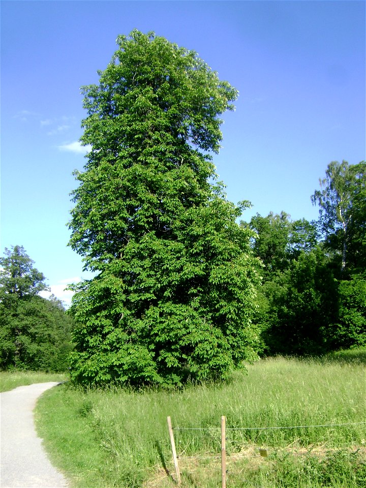 Sweden. Stockholm. Djurgården