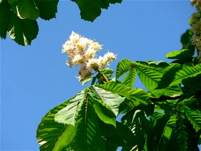 Image title: White chestnut tree flowers
Image from Public domain images website, http://www.public-domain-image.com/full-image/flora-plants-public-domain-images-pictures/flowers-public-domain-images-