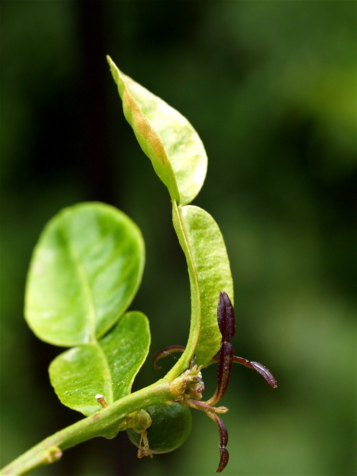 Citrus hystrix leaf