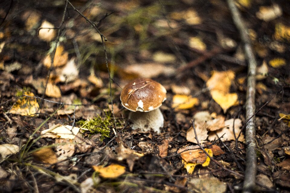 Autumn mushrooms red