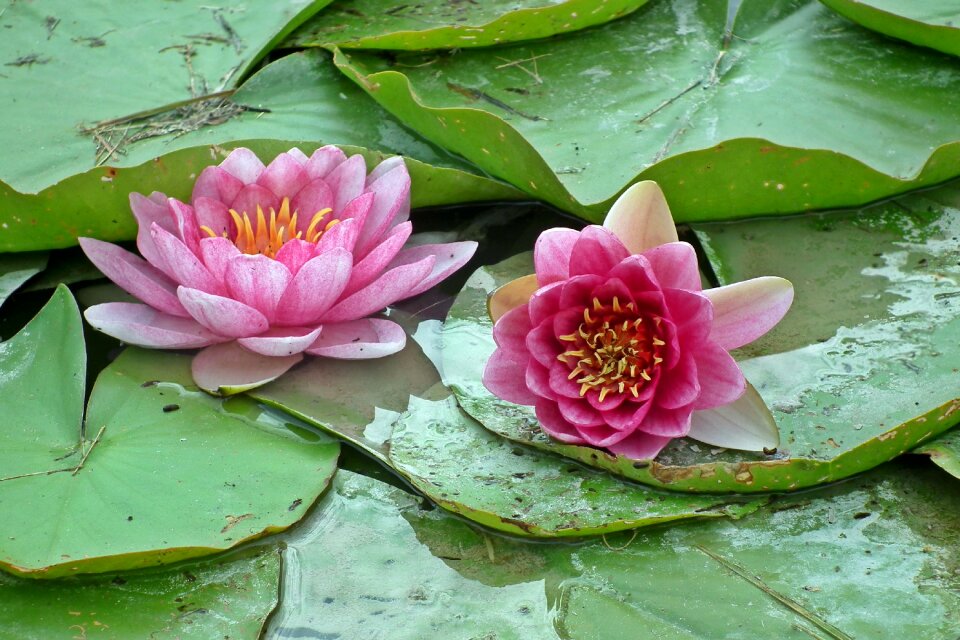 Water lily summer water