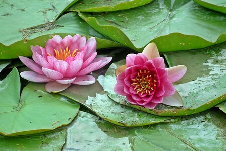 Water lily summer water