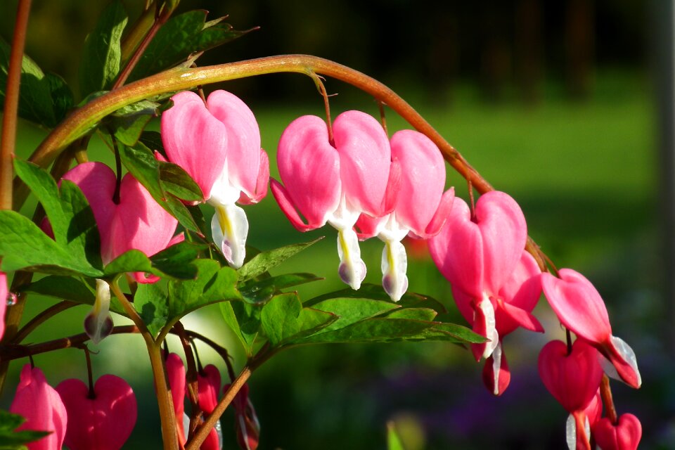 Flower hearts plant