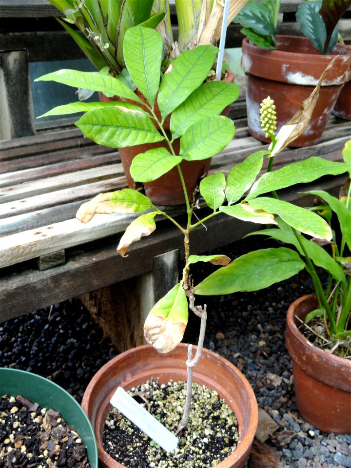 Botanical specimen in the Margaret C. Ferguson Greenhouses, Wellesley College Botanic Gardens, Wellesley College, Wellesley, Massachusetts, USA.