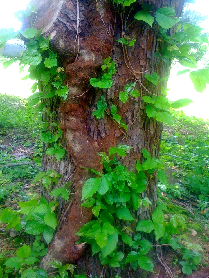 This is an old poison ivy vine from my backyard