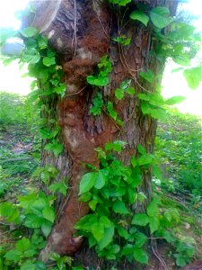 This is an old poison ivy vine from my backyard photo