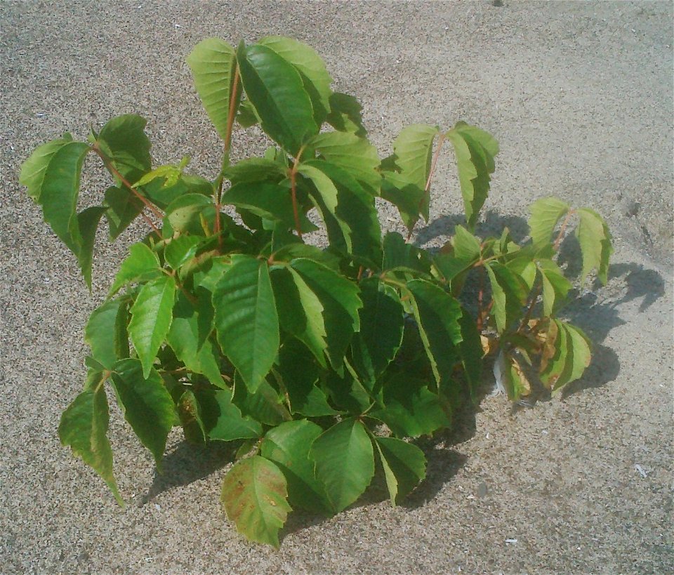 Poison Ivy;  Ontario, Canada
