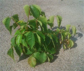Poison Ivy; Ontario, Canada photo