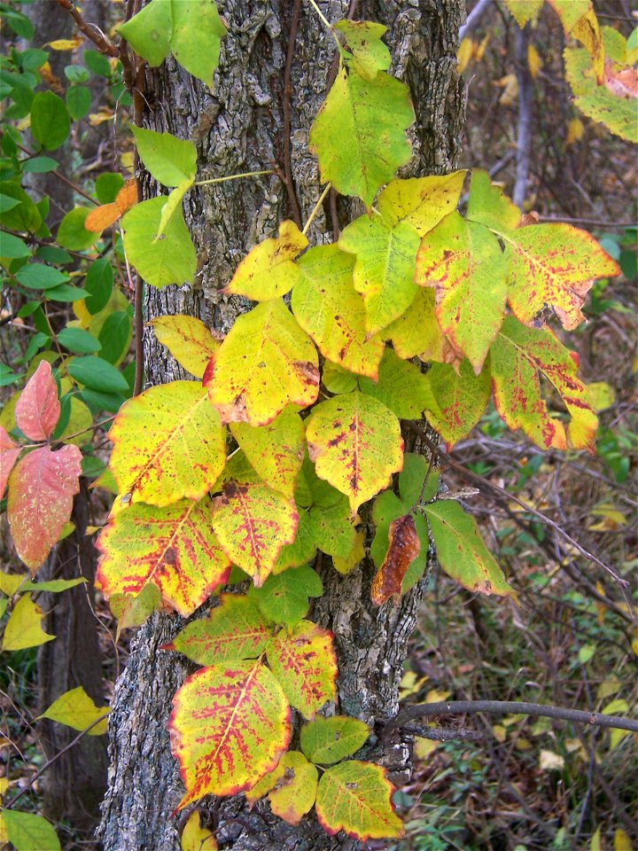 Poison Ivy on a tree on Teddy Roosevelt Island