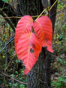 Poison Ivy showing red leaves in the fall. photo