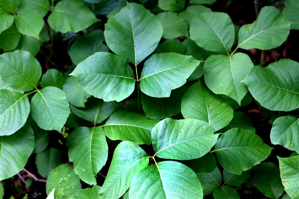 Self made picture of poison-ivy taken in Minnesota, summer of 2008.
