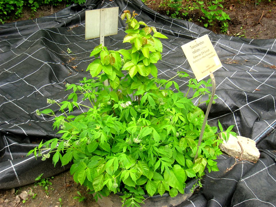 Toxicodendron radicans specimen in the Botanischer Garten, Berlin-Dahlem (Berlin Botanical Garden), Berlin, Germany.