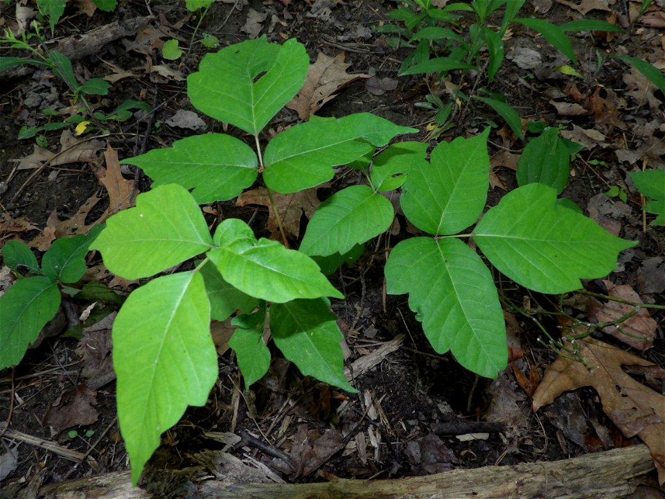 Foliage of poison ivy