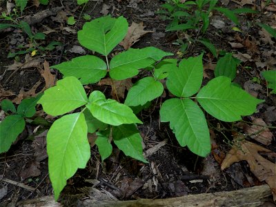 Foliage of poison ivy photo