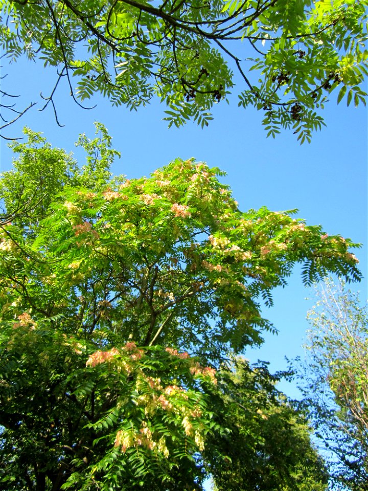 Götterbaum (Ailanthus altissima) an der Saar vor Modernen Galerie Saarbrücken