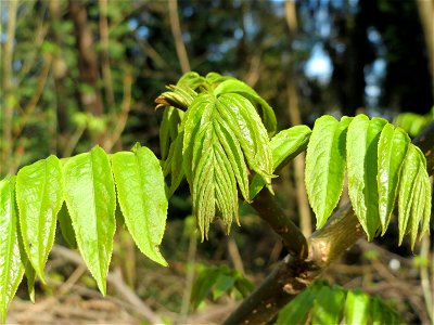 Götterbaum (Ailanthus altissima) im Landschaftsschutzgebiet Winterberg (Saarbrücken)