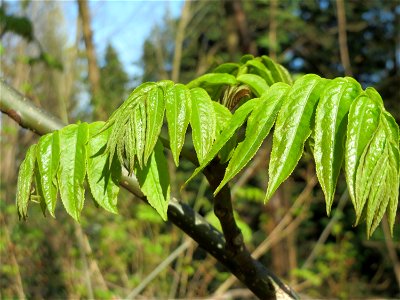 Götterbaum (Ailanthus altissima) im Landschaftsschutzgebiet Winterberg (Saarbrücken)