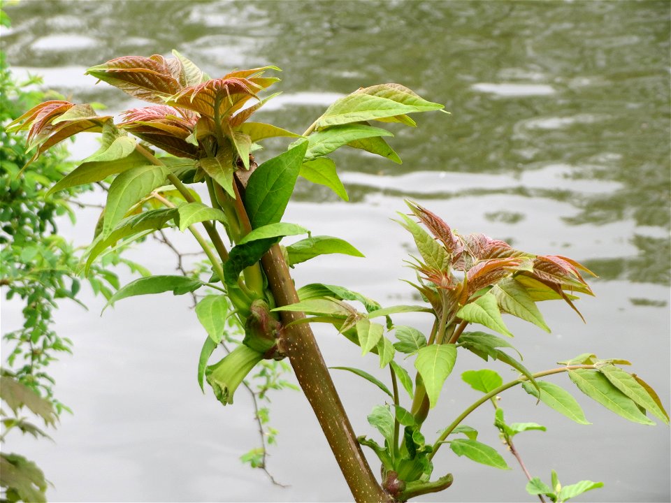 Knospender Götterbaum (Ailanthus altissima) an der Saar in Saarbrücken