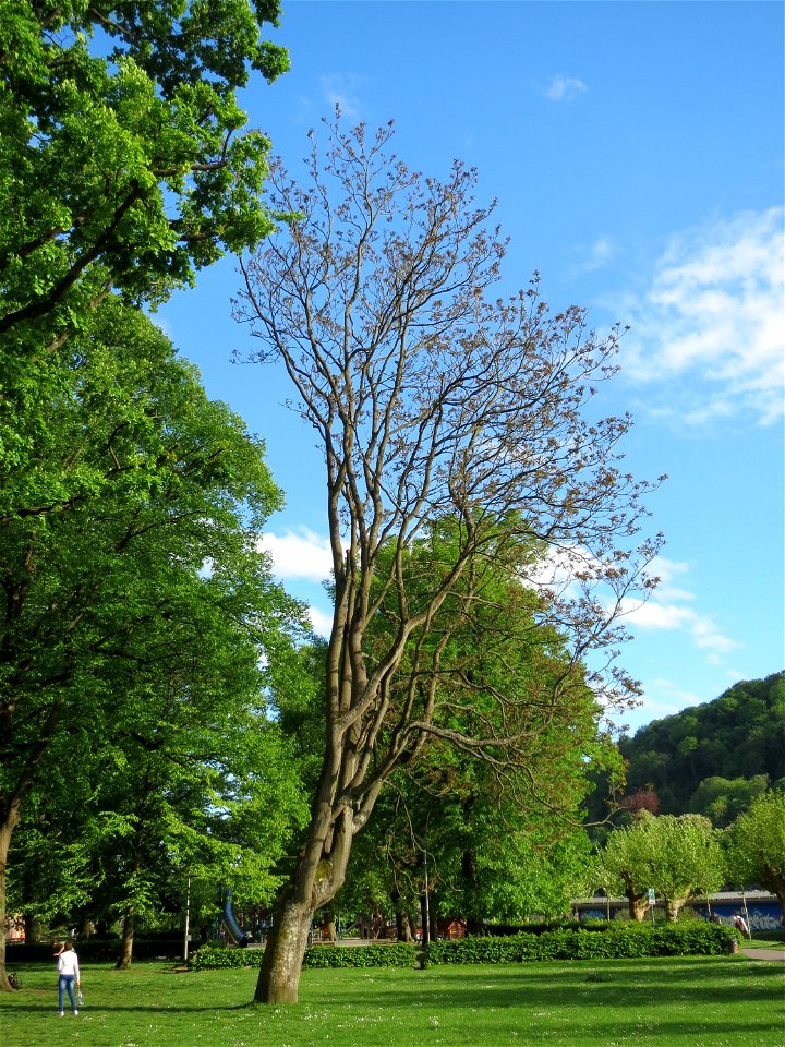 Götterbaum (Ailanthus altissima) am Staden in Saarbrücken
