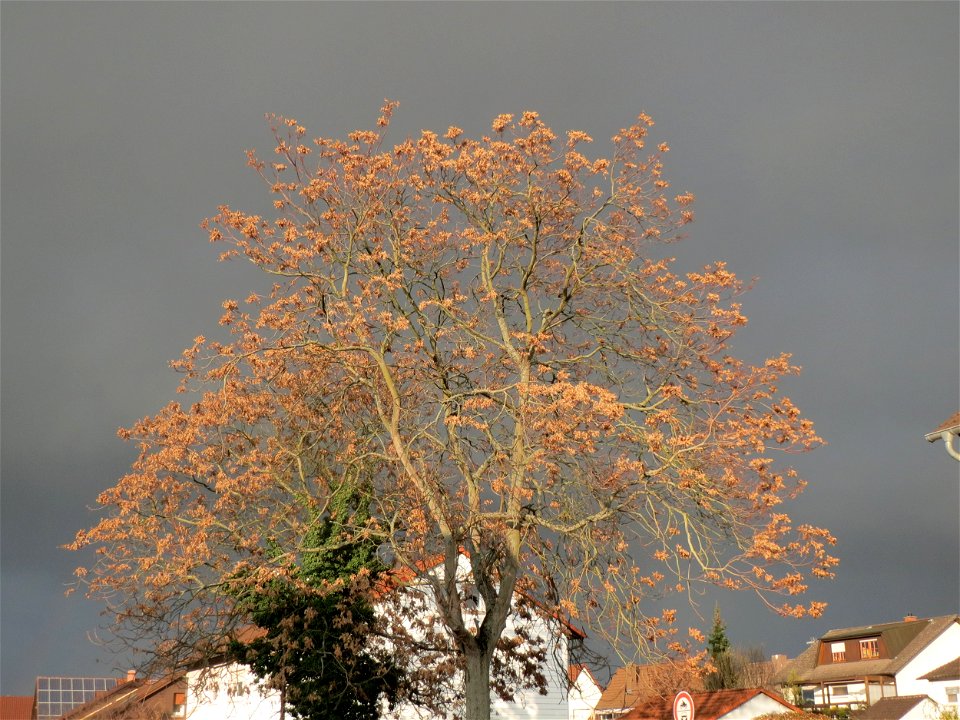 Götterbaum (Ailanthus altissima) an der Berlinallee in Hockenheim