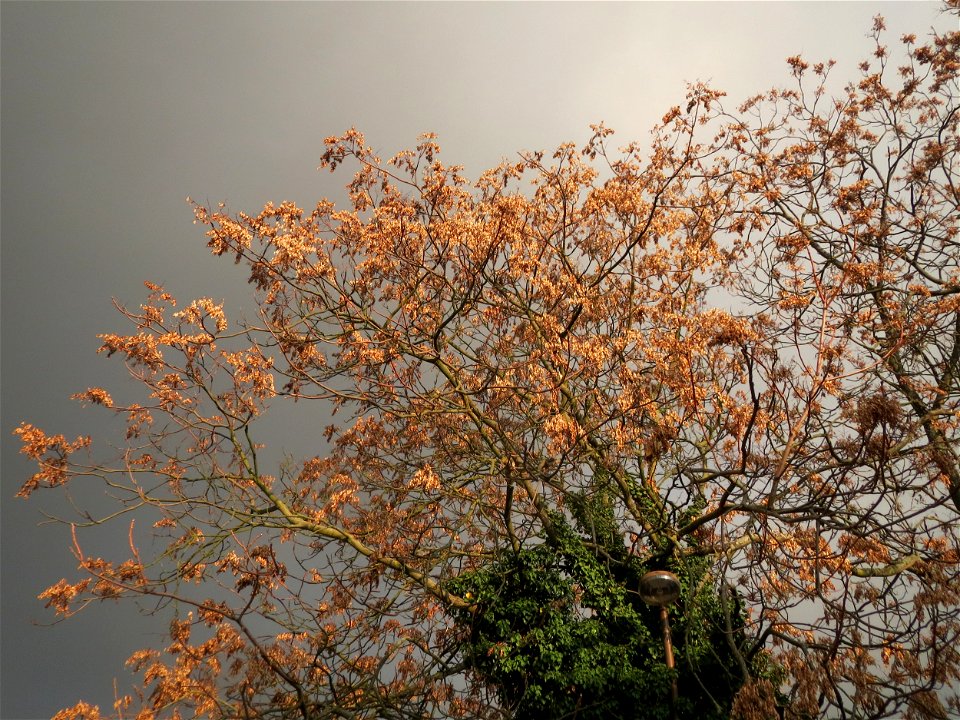 Götterbaum (Ailanthus altissima) an der Berlinallee in Hockenheim photo