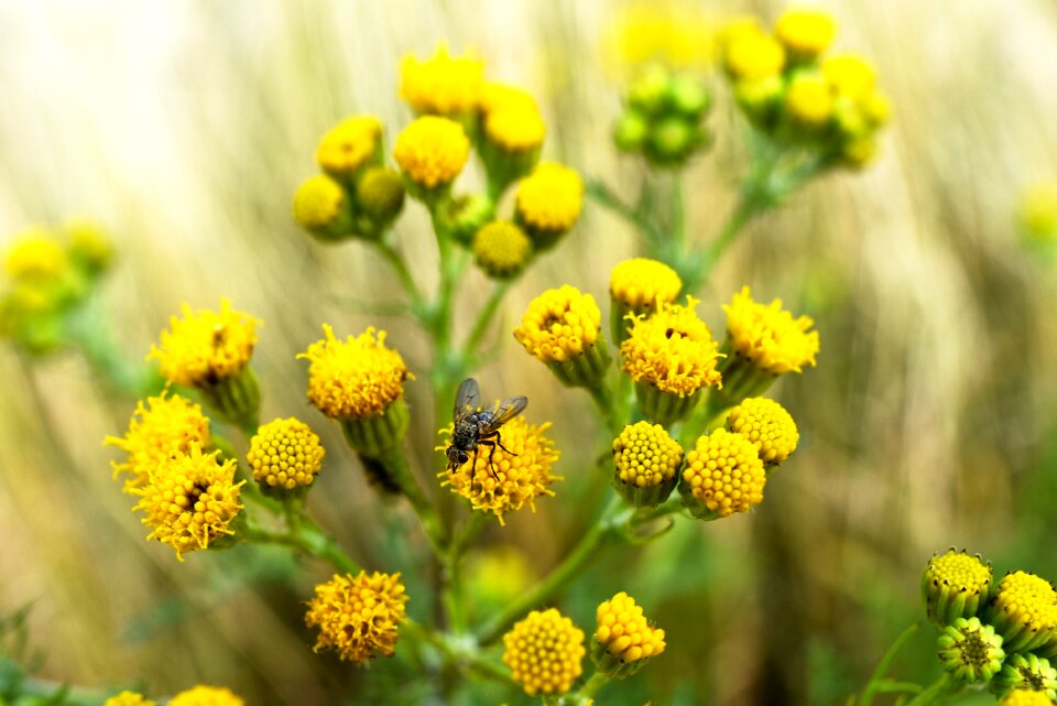 Plant bloom annual herb