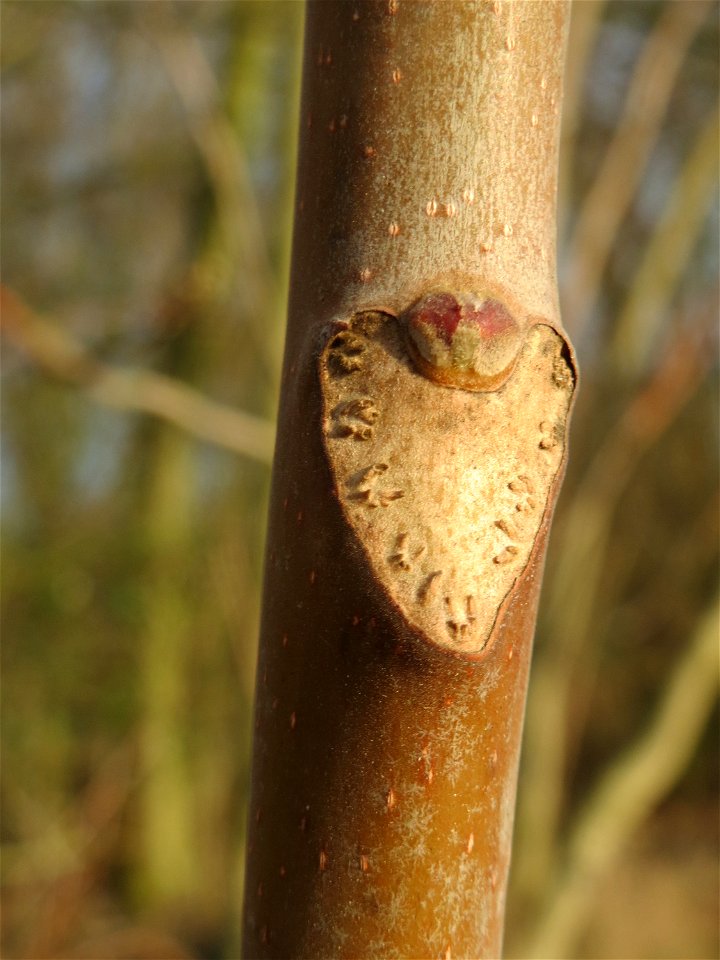 Götterbaum (Ailanthus altissima) in Hockenheim