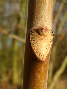 Götterbaum (Ailanthus altissima) in Hockenheim