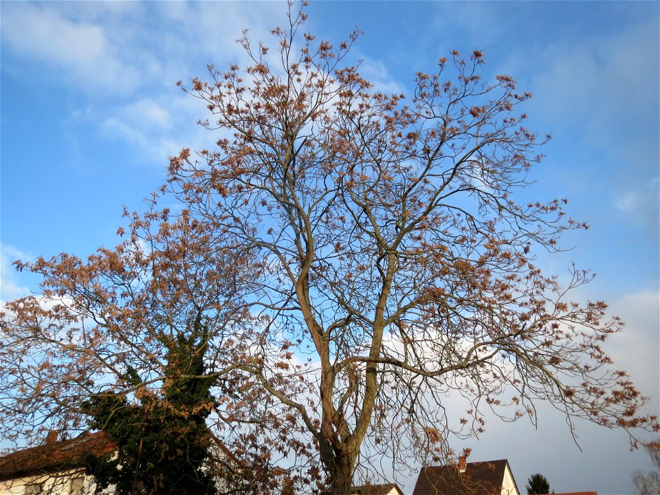 Götterbaum (Ailanthus altissima) an der Berlinallee in Hockenheim photo