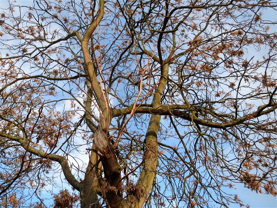 Götterbaum (Ailanthus altissima) an der Berlinallee in Hockenheim photo