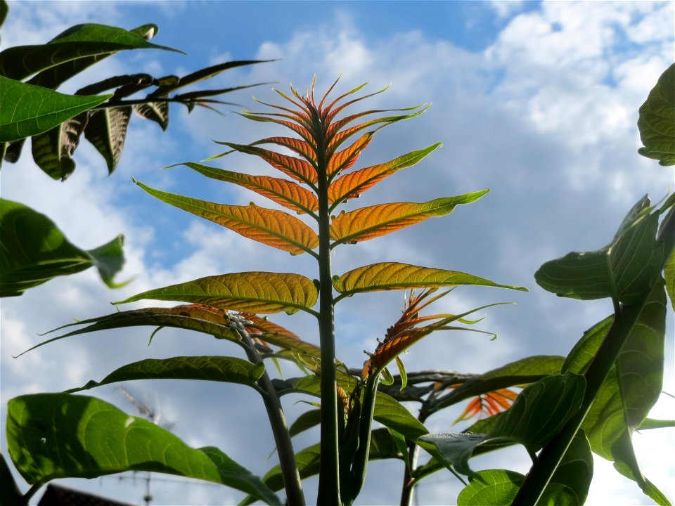 Verwilderter Götterbaum (Ailanthus altissima) an der Berlinallee in Hockenheim