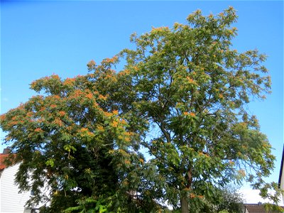 Götterbäume (Ailanthus altissima) an der Berlinallee in Hockenheim