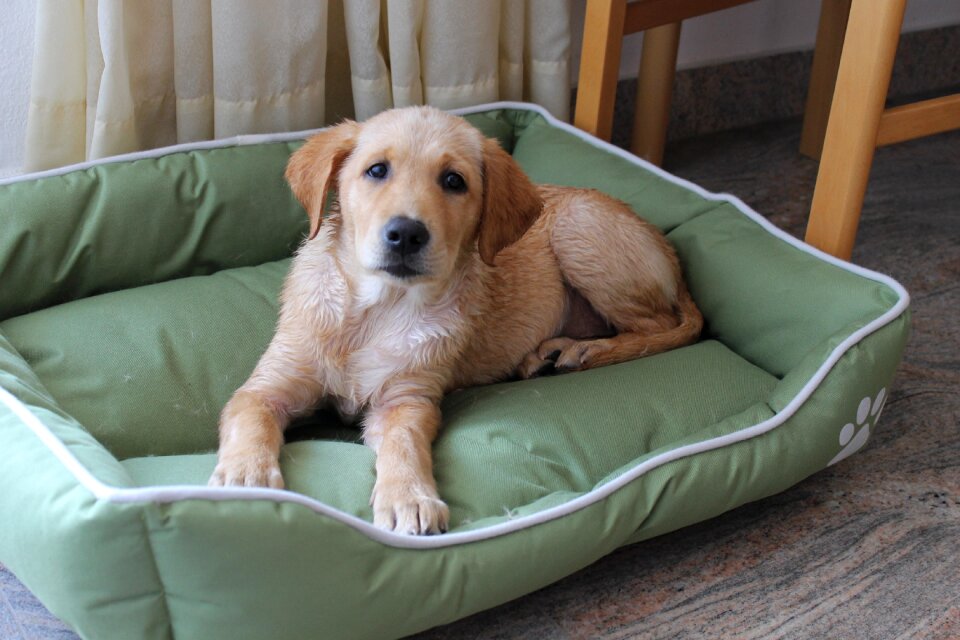 Hybrid labrador golden retriver