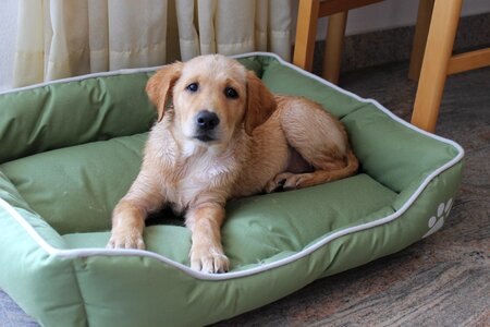 Hybrid labrador golden retriver