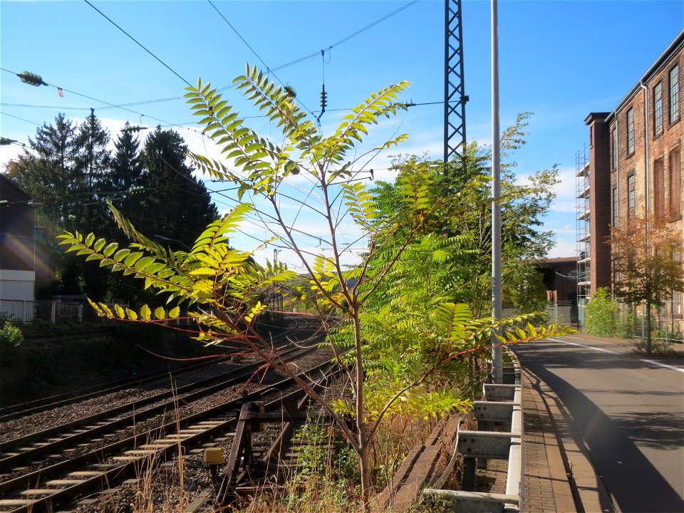 Götterbaum (Ailanthus altissima) - invasiv an der Bahnstrecke Saarbrücken-Homburg in St. Ingbert