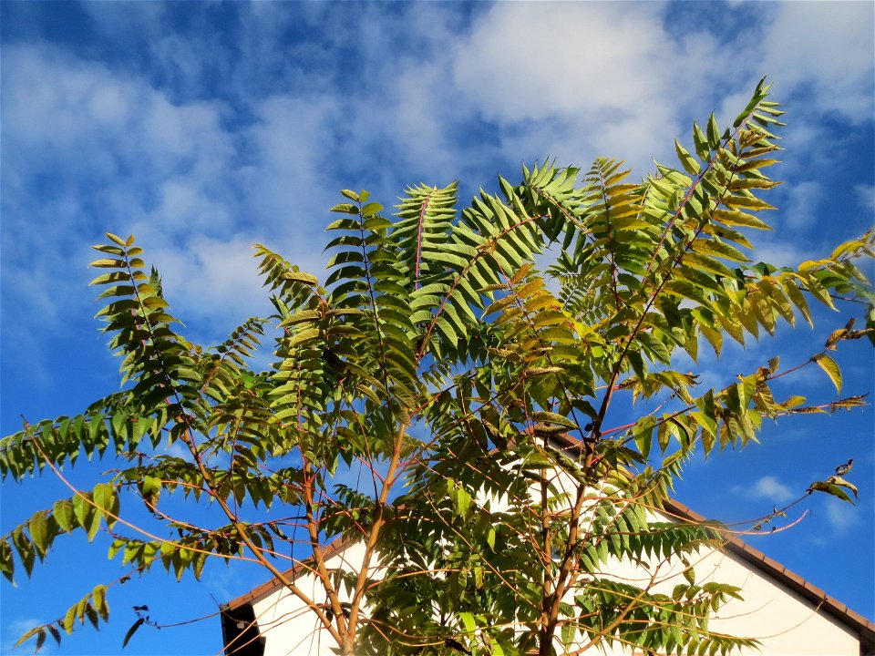 Ausgewilderter Götterbaum (Ailanthus altissima) in Hockenheim