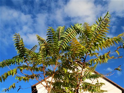 Ausgewilderter Götterbaum (Ailanthus altissima) in Hockenheim