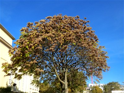 Götterbaum (Ailanthus altissima) am Staatstheater Saarbrücken