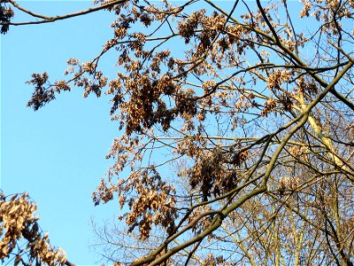 Götterbaum (Ailanthus altissima) - invasiv an der A620 in Sankt Arnual photo