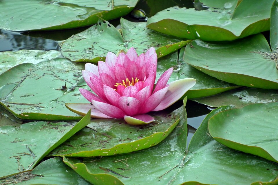 Water lilies pond water