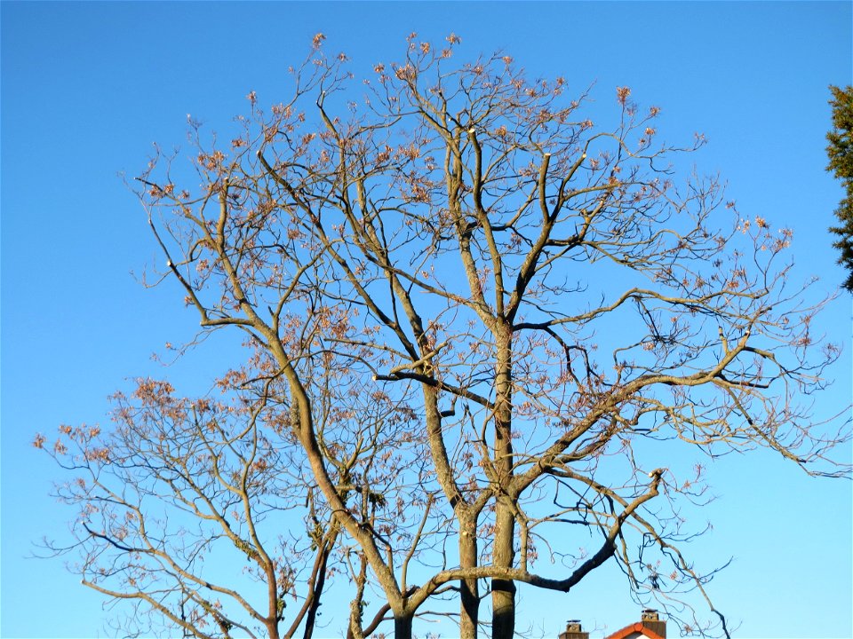 Götterbäume (Ailanthus altissima) an der Berlinallee in Hockenheim