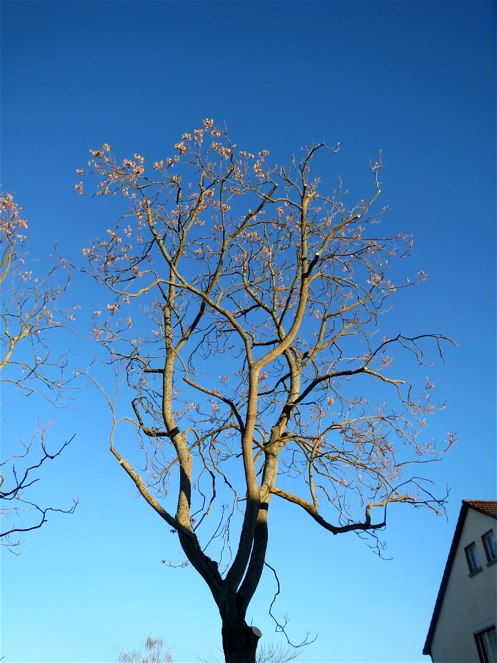 Götterbäume (Ailanthus altissima) an der Berlinallee in Hockenheim