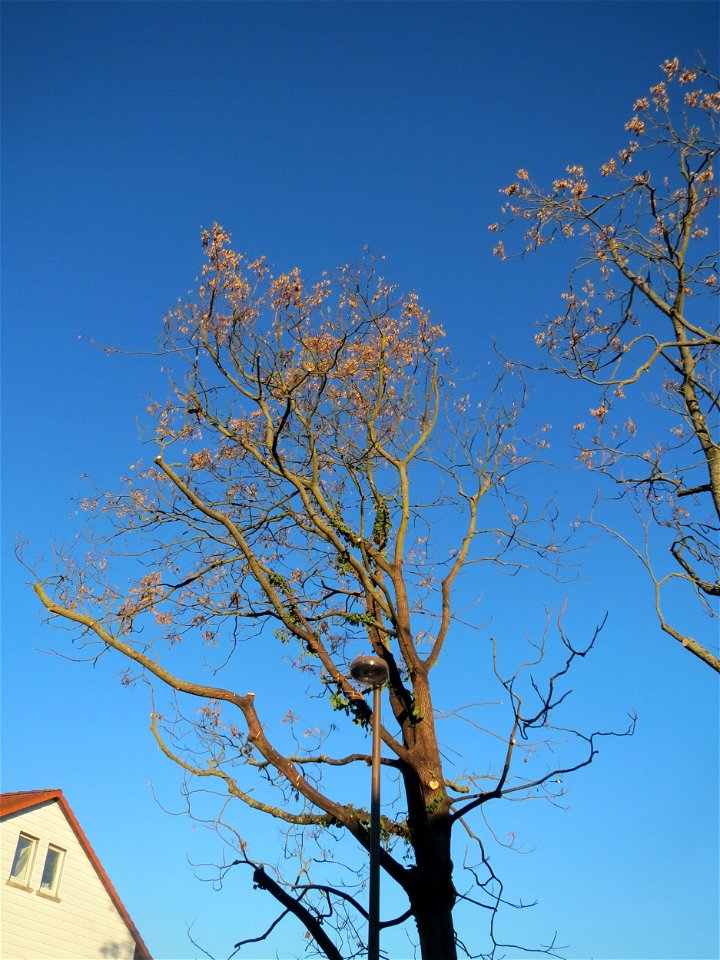 Götterbäume (Ailanthus altissima) an der Berlinallee in Hockenheim. Der Götterbaum verbreitet sich invasiv entlang von Autobahnen und Bahnstrecken. In diesem Fall ist er gepflanzt.