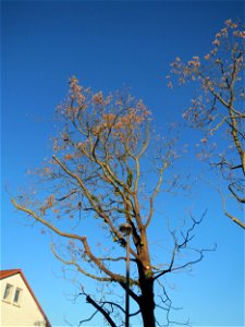 Götterbäume (Ailanthus altissima) an der Berlinallee in Hockenheim. Der Götterbaum verbreitet sich invasiv entlang von Autobahnen und Bahnstrecken. In diesem Fall ist er gepflanzt. photo