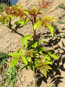 Verwilderter Götterbaum (Ailanthus altissima) auf einem Sandhügel einer Baustelle in Hockenheim
