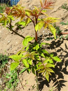 Verwilderter Götterbaum (Ailanthus altissima) auf einem Sandhügel einer Baustelle in Hockenheim photo